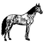 HORSE014