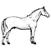 HORSE019