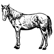 HORSE022