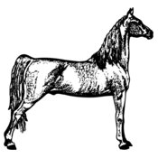 HORSE023