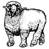 SHEEP001