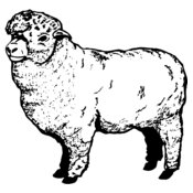 SHEEP004