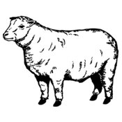 SHEEP007
