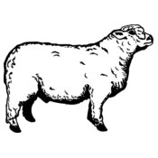 SHEEP011