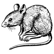 MOUSE001