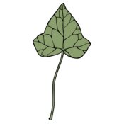 johnny automatic ivy leaf 7