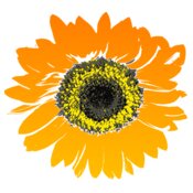mokush Sunflower