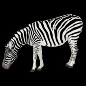 ha1flosse zebra