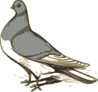 ossidiana pigeon illustration