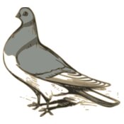 ossidiana pigeon illustration