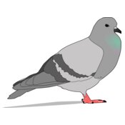 jondkoon pigeon