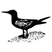 ryanlerch Black Tern