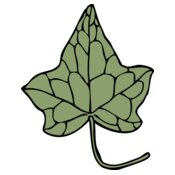 johnny automatic ivy leaf 5