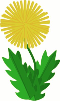 Machovka flower   dandelion 2