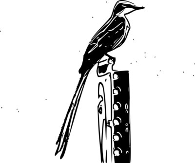 scissor tailed flycatcher pencil sketch