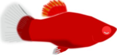 mystica Aquarium fish   Xiphophorus maculatus