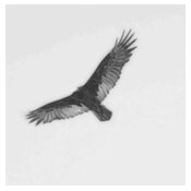 turkey vulture pencil sketch