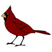 RobGTX Cardinal