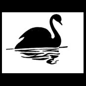 black swan  2 