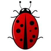 Ladybug Arvin61r58