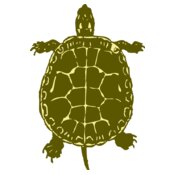 johnny automatic turtle