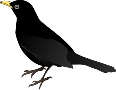 Bird Black NEW  2 