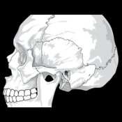 liftarn Human skull  side view 