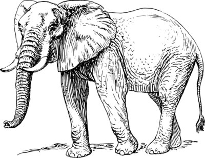 papapishu Elephant