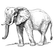 papapishu Elephant
