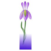 missiridia Iris