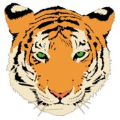 Anonymous Tiger  2 