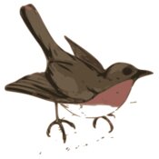 ossidiana bird illustration