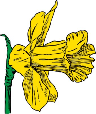 johnny automatic daffodil