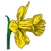 johnny automatic daffodil