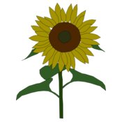 Machovka sunflower