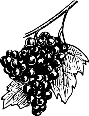 warszawianka Grapes