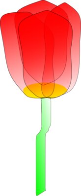 Machovka tulip