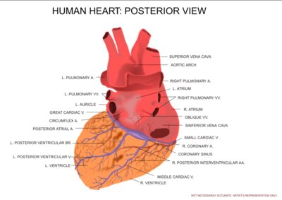 kablam Human Heart Posterior View