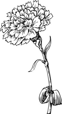 warszawianka Carnation