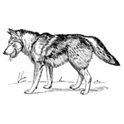 Wolf 2 