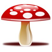mushroom  10 