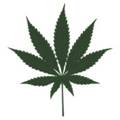 kotik cannabis leafs