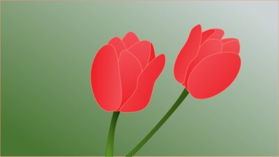 tulip  2 