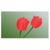 tulip  2 