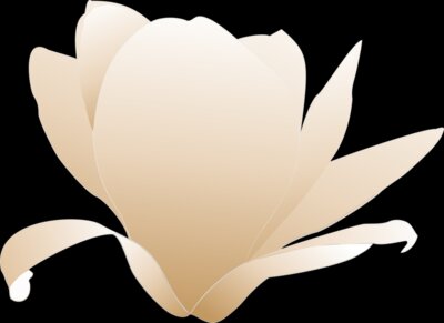 magnolia white patricia 03r