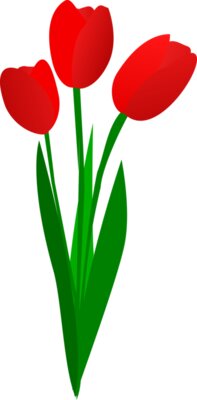 tulips  2 