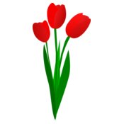tulips  2 