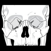 liftarn Human skull 2