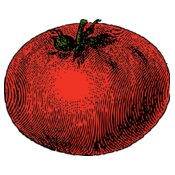 johnny automatic tomato