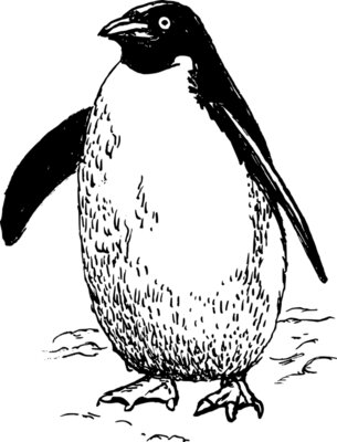 Penguine  17 